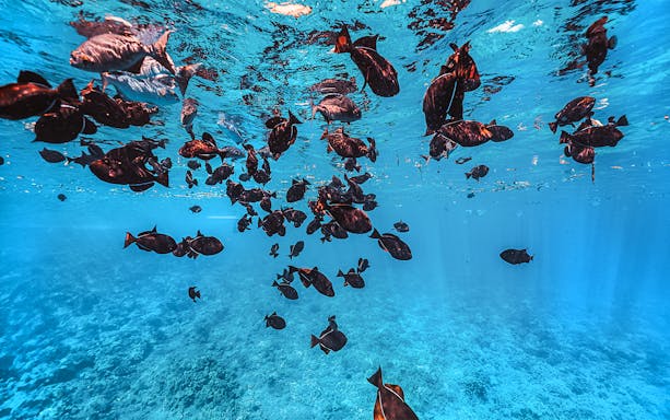 Underwater view of fish swimming near Molokini Crater, Maui, Hawaii.