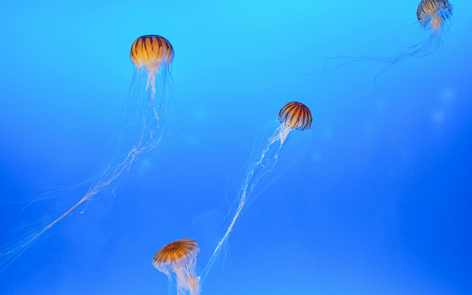 School of Chrysaora melanaster jellyfish at Paris Aquarium.