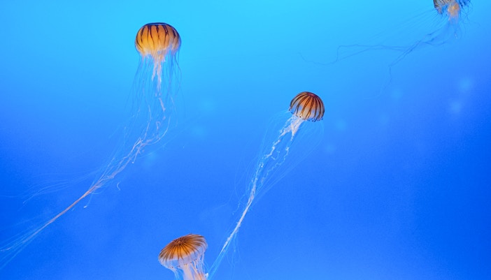 biglietti per la torre eiffel parigi