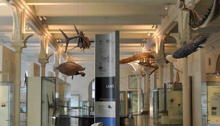 American Museum of Natural History