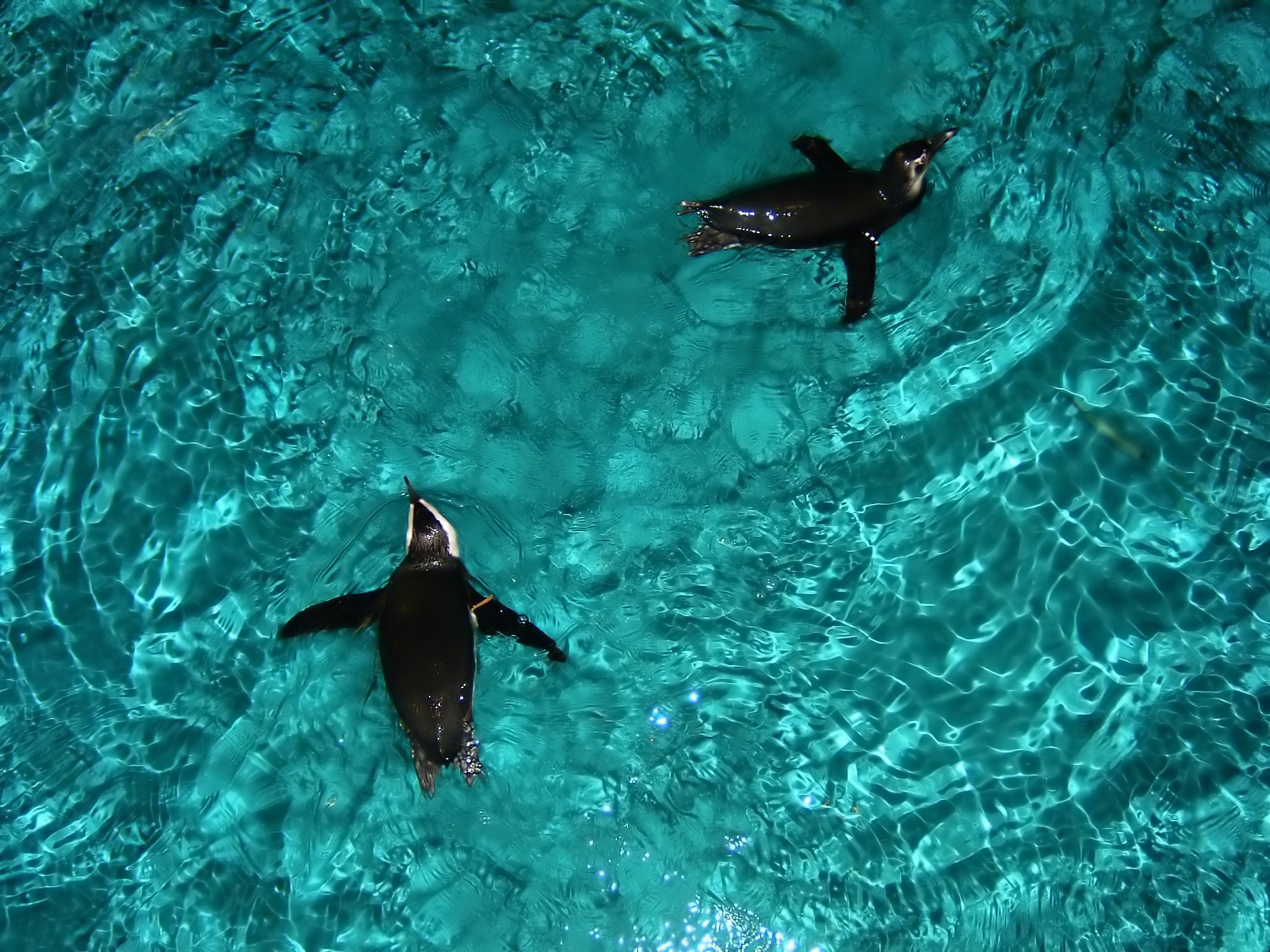 Penguins swimming underwater