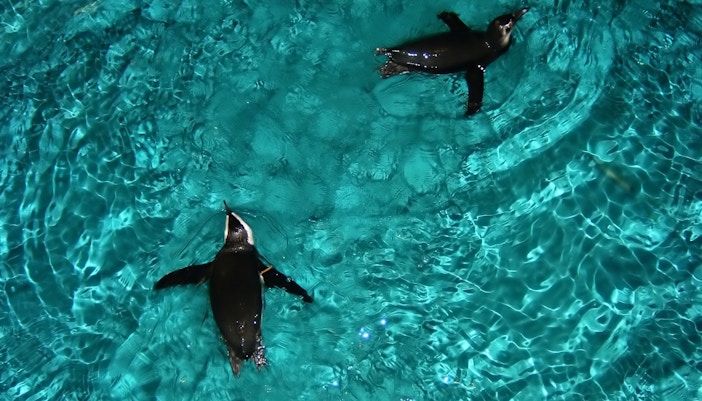 Penguins swimming underwater