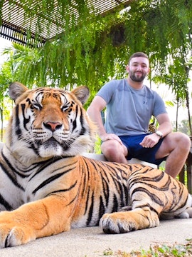 Tiger resting with visitor at Tiger Park, surrounded by lush greenery.