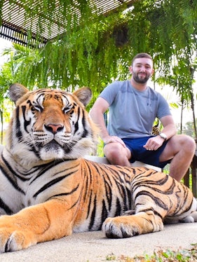 Tiger resting with visitor at Tiger Park, surrounded by lush greenery.