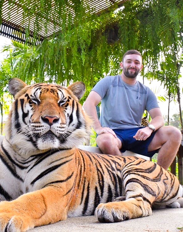 Tiger resting with visitor at Tiger Park, surrounded by lush greenery.