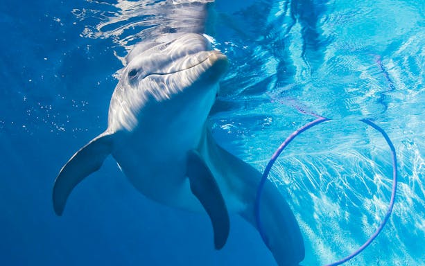 Dolphin swimming near a hoop in clear blue water, Clearwater Beach.