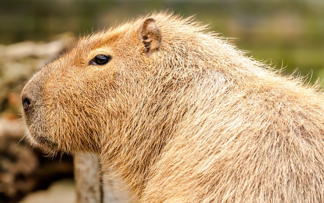 Capybara closeup at London Zoo.