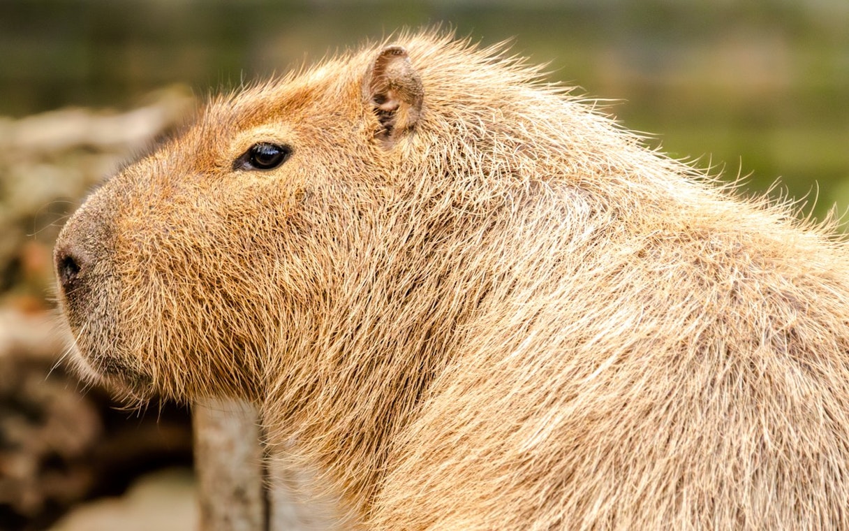 Capybara closeup at London Zoo.