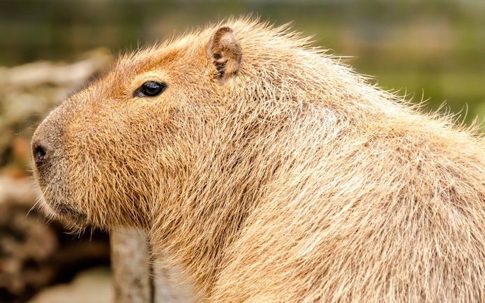 Capybara closeup at London Zoo.