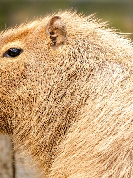 Capybara closeup at London Zoo.
