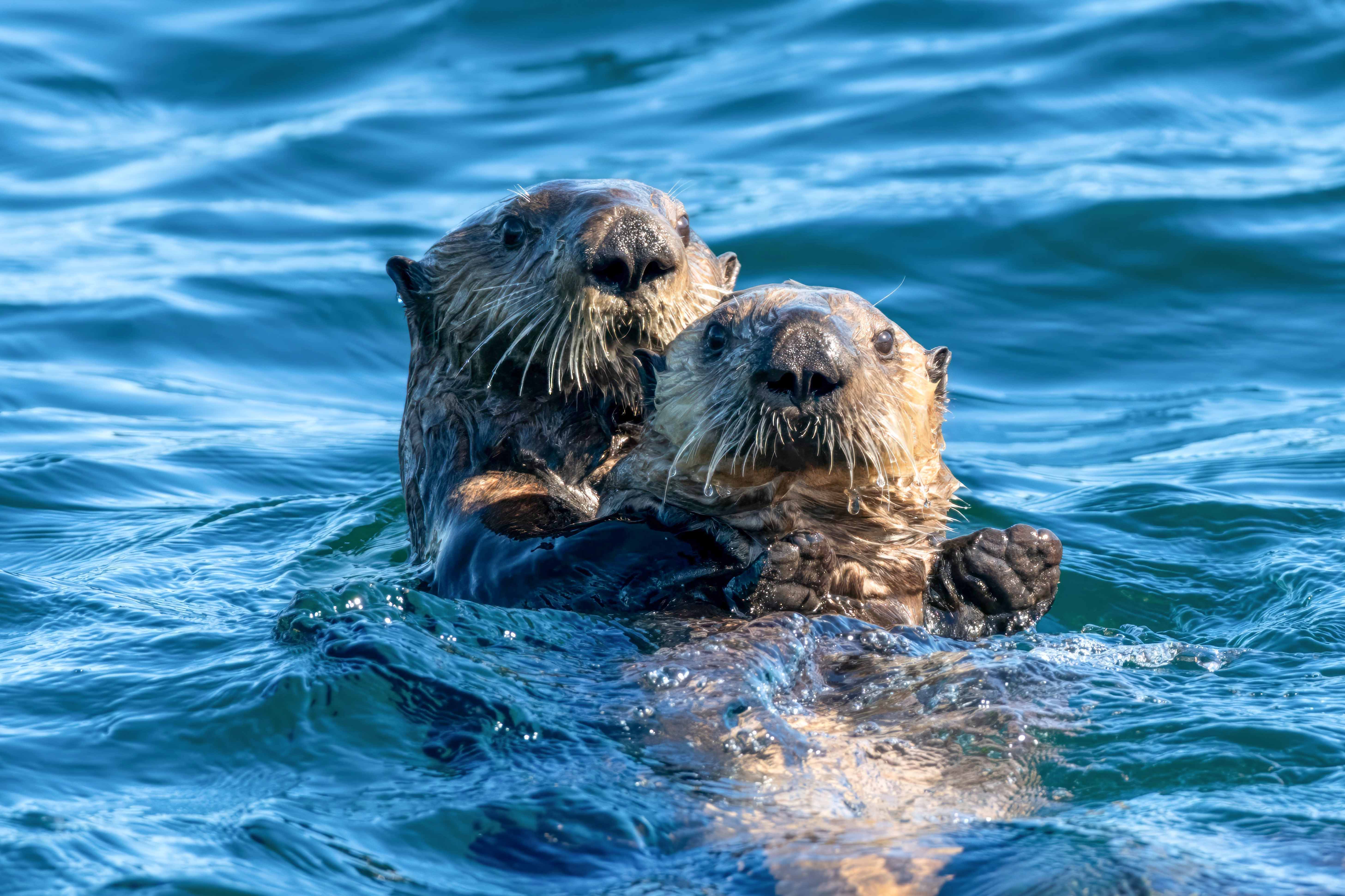 Come across playful animals