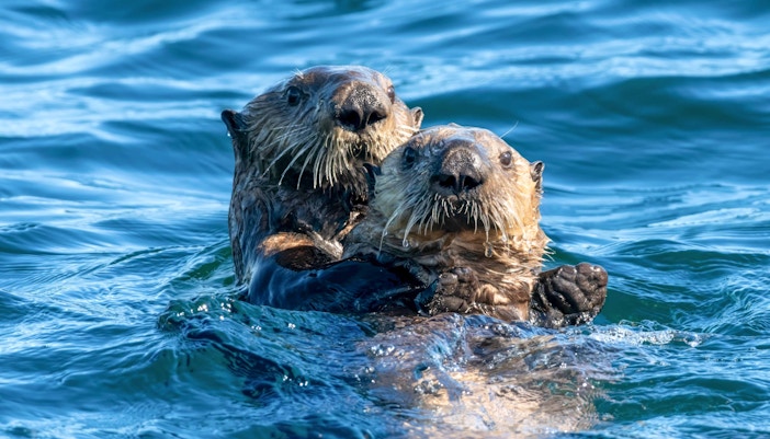 Come across playful animals