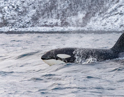 Orca swimming in icy waters near Tromso during a whale watching tour.