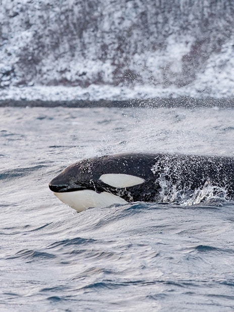 Orca swimming in icy waters near Tromso during a whale watching tour.
