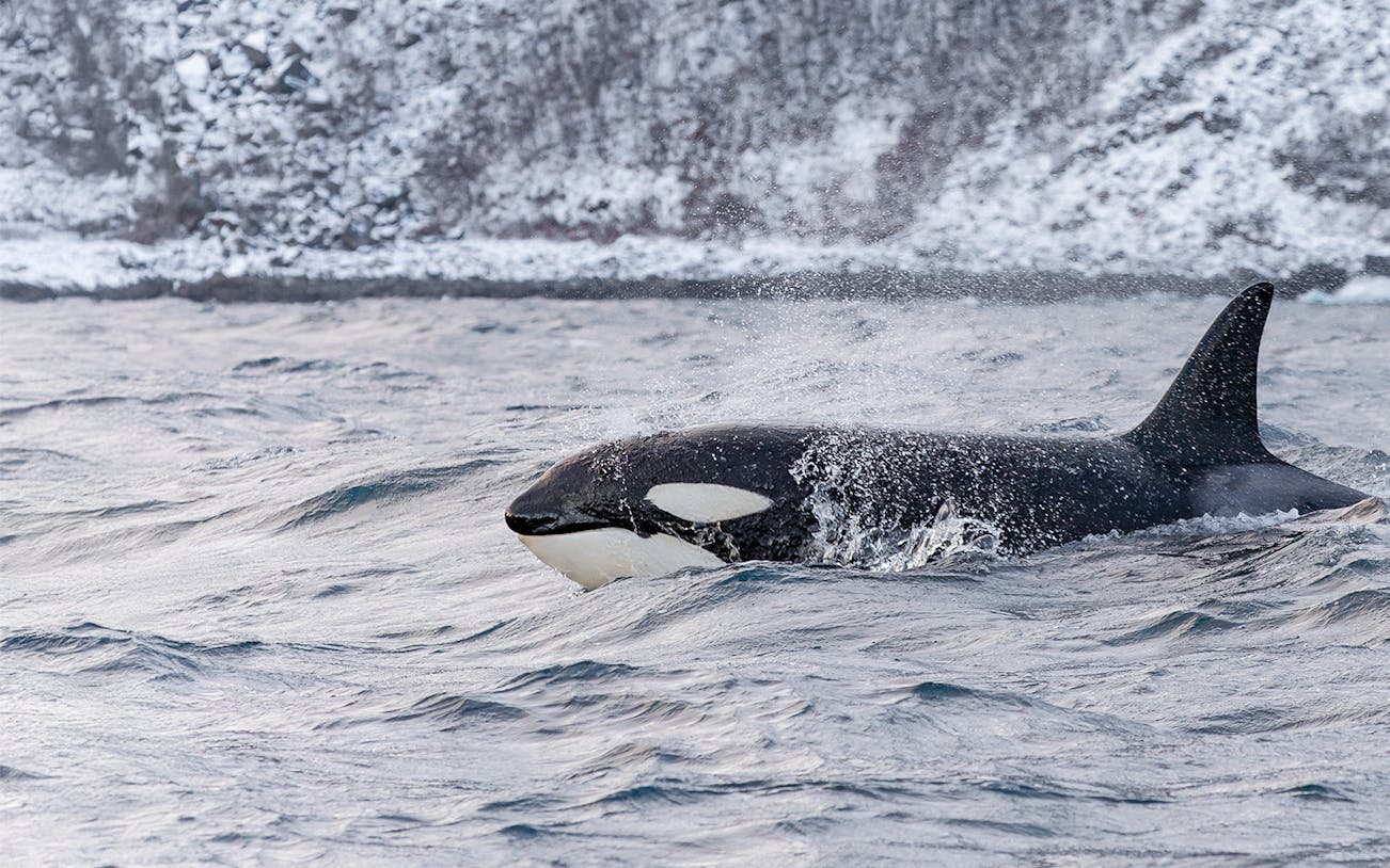 Orca swimming in icy waters near Tromso during a whale watching tour.