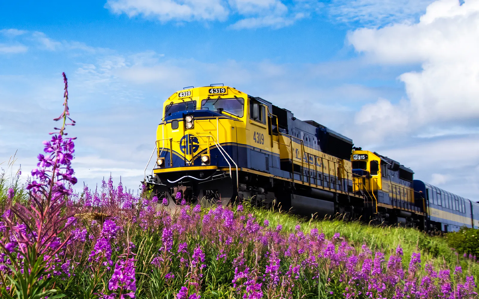 Alaska Railroad train passing through wildflowers under a blue sky.