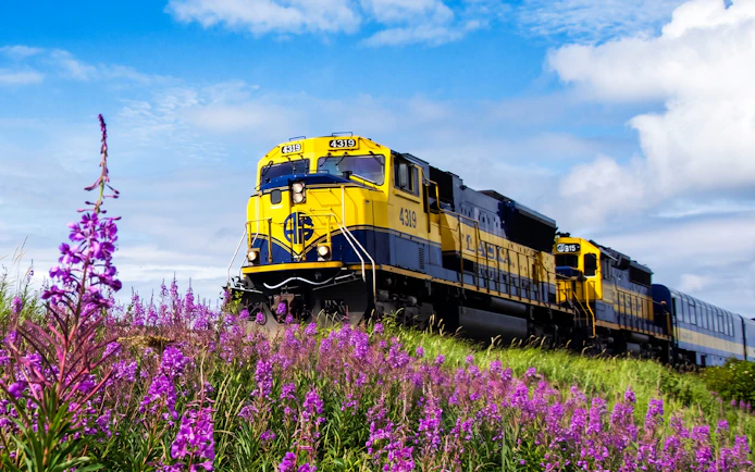 Alaska Railroad train passing through wildflowers under a blue sky.