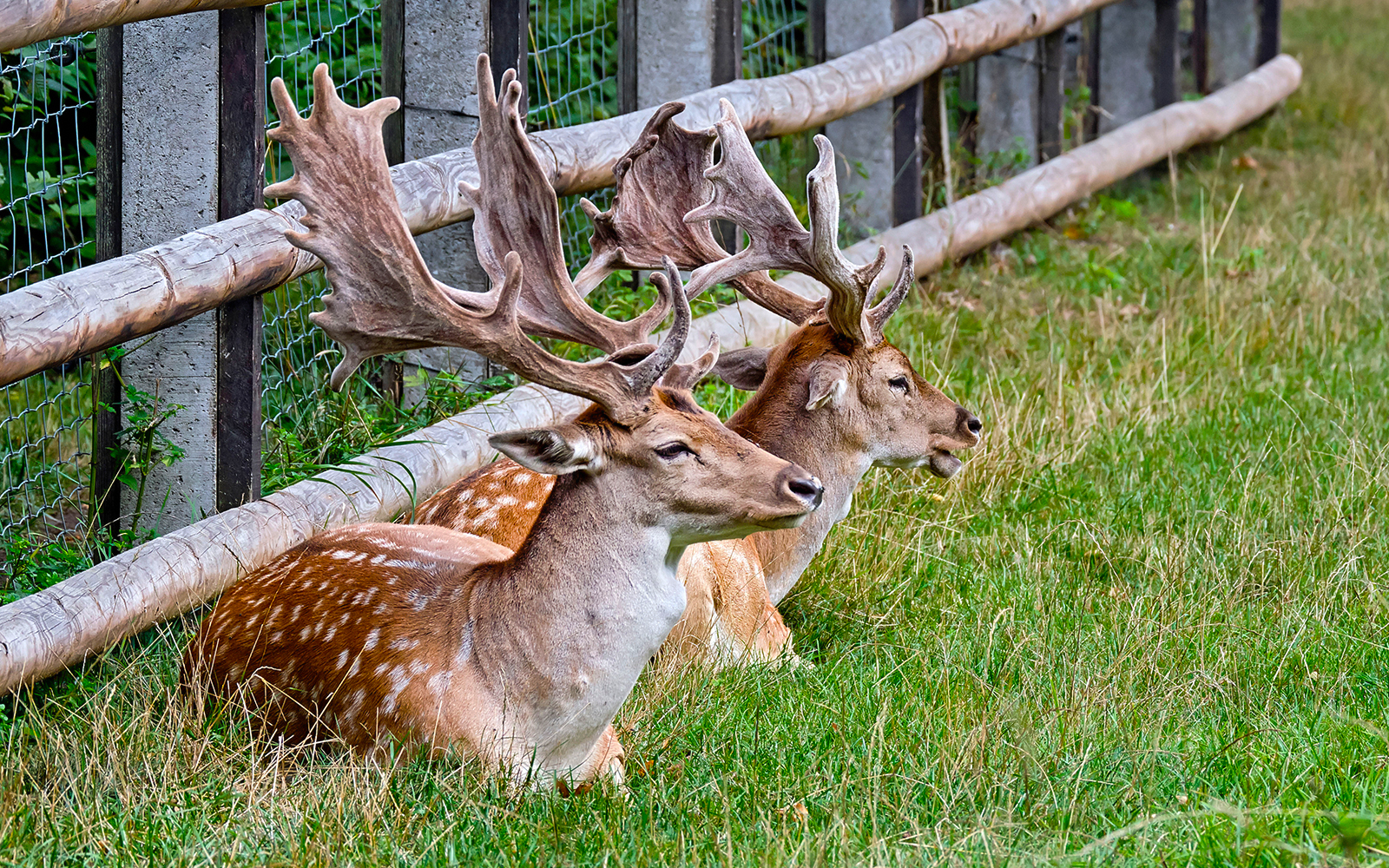 Hirsche im Zoo Leipzig