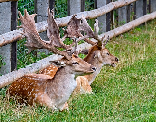 Hirsche im Zoo Leipzig