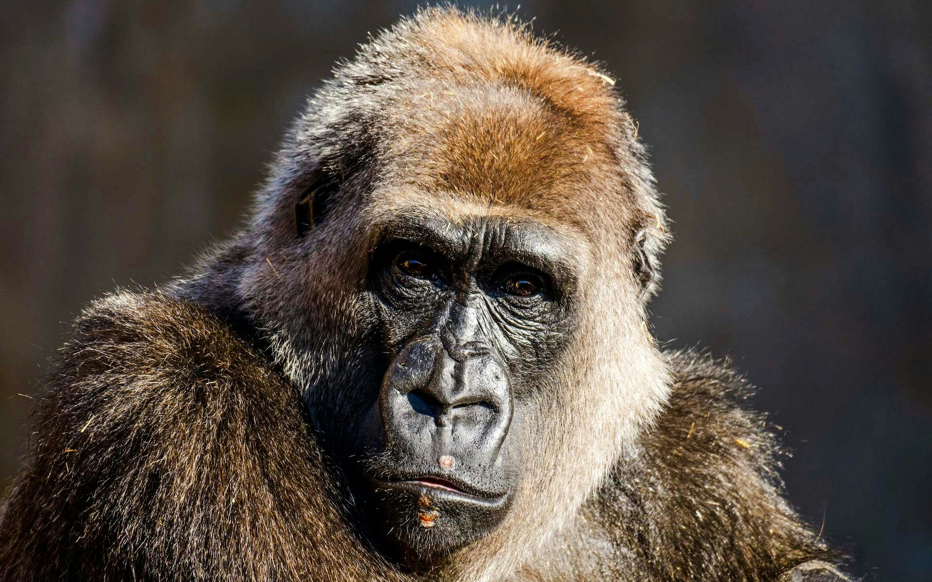 Gorilla at Bioparc Fuengirola looking directly at the camera.
