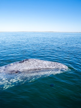 Gray whale surfacing in calm ocean waters.