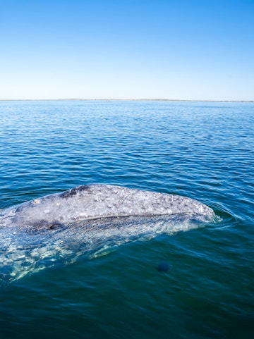 Gray whale surfacing in calm ocean waters.
