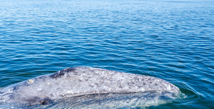 Seattle Whale Watching