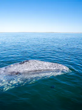 Excursions d'observation des baleines à Seattle
