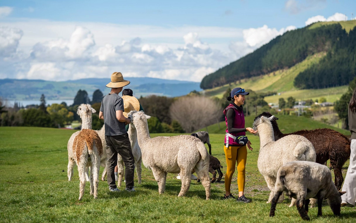 Visitors interacting with alpacas at Agrodome Authentic Farm Experience in a scenic rural setting.