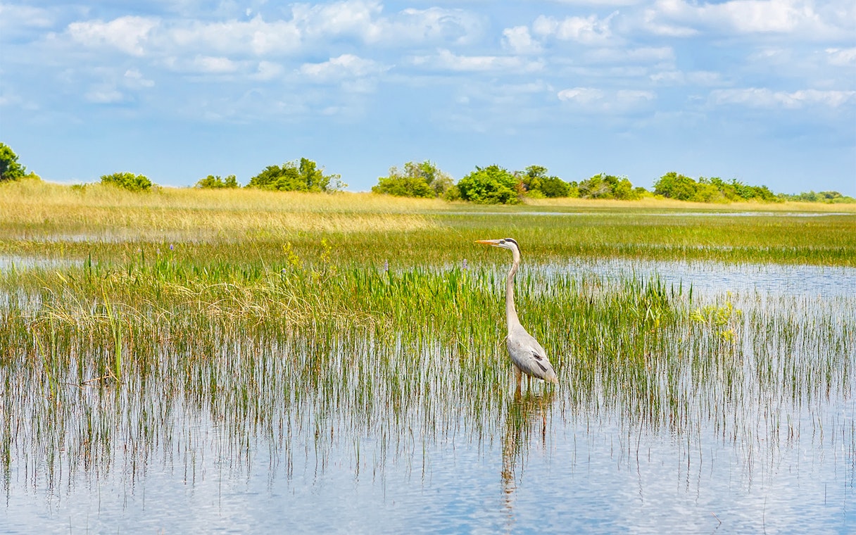 Heron standing in the water at Everglades National Park, Florida wetland.