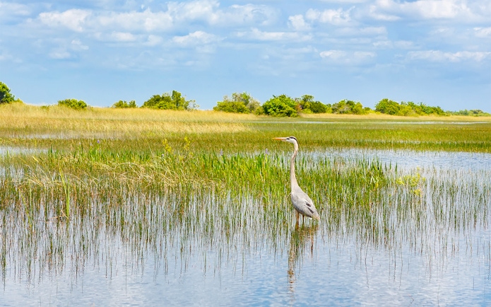 Heron standing in the water at Everglades National Park, Florida wetland.