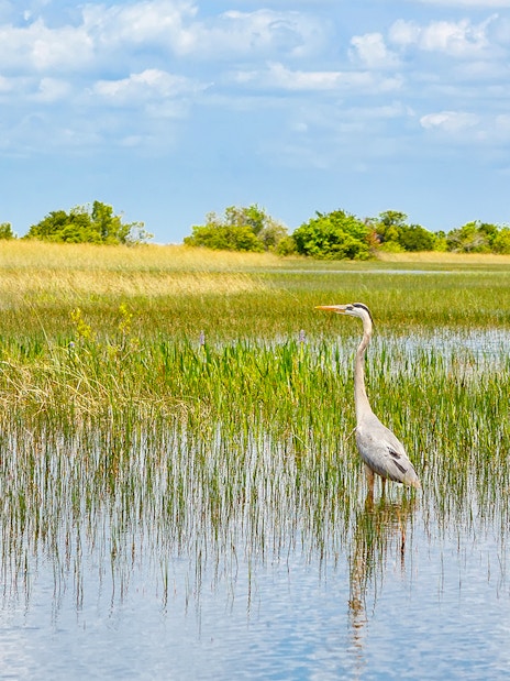 Heron standing in the water at Everglades National Park, Florida wetland.