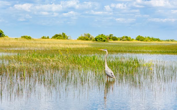Heron standing in the water at Everglades National Park, Florida wetland.