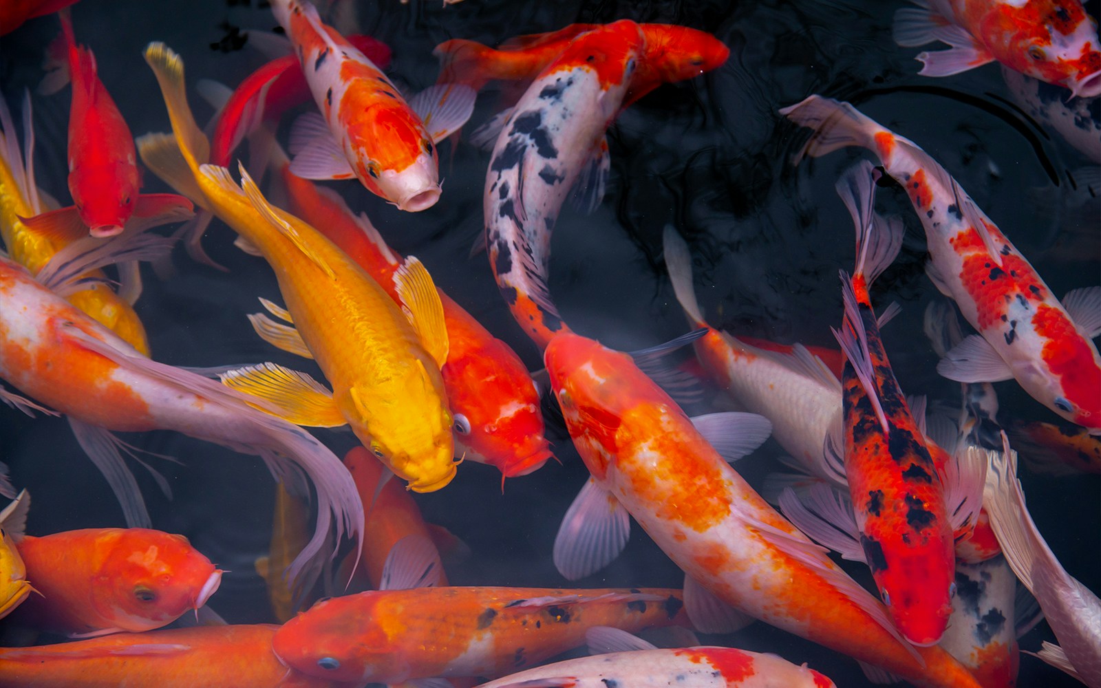 Koi fish swimming in Langkawi Underwater World pond.
