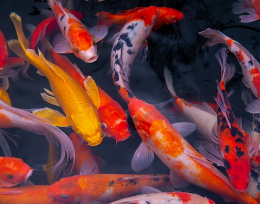 Koi fish swimming in Fancy Carp Garden