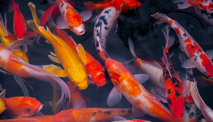 Koi Pond Area in Langkawi Underwater World