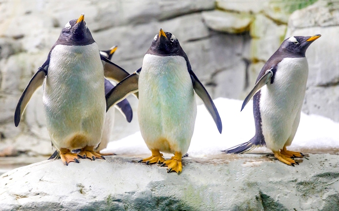 Penguins standing on rocks at Selwo Marina.