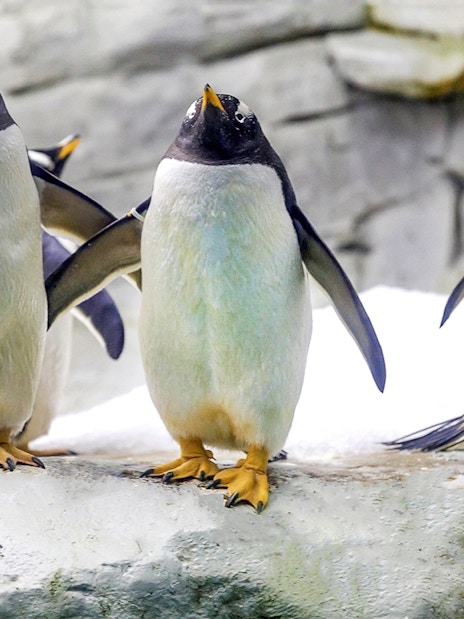 Penguins standing on rocks at Selwo Marina.