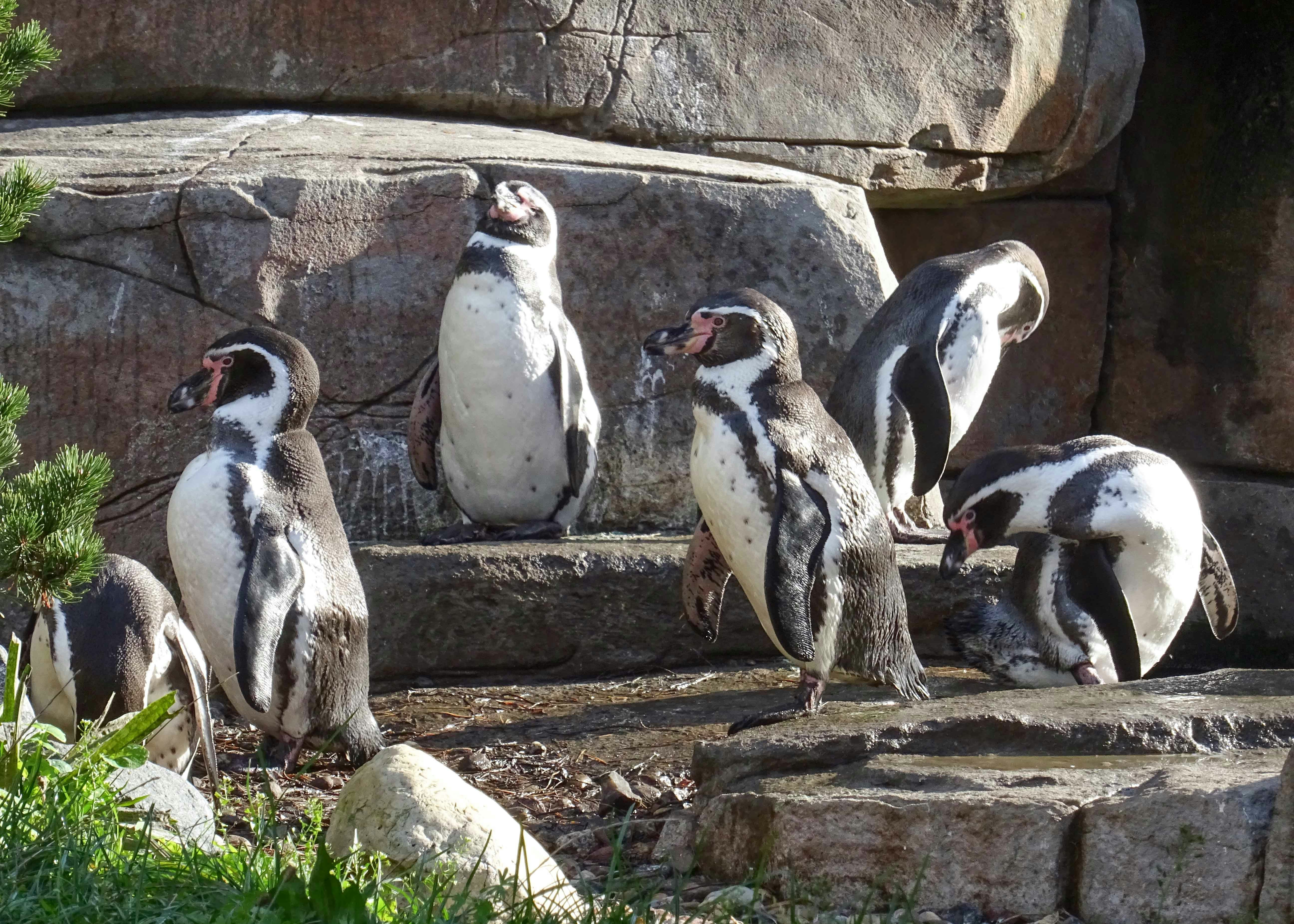 California Academy of Sciences