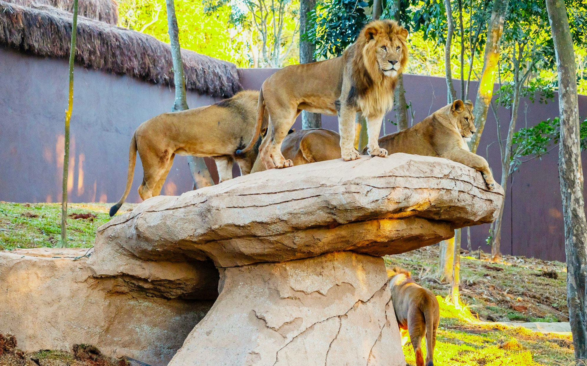 Lions on a rock formation at São Paulo Zoo during Simba Safari.