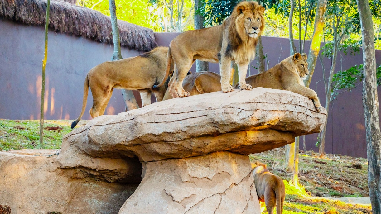 Lions on a rock formation at São Paulo Zoo during Simba Safari.