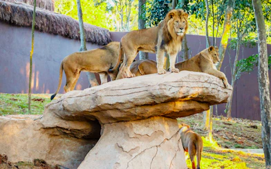 Lions on a rock formation at São Paulo Zoo during Simba Safari.