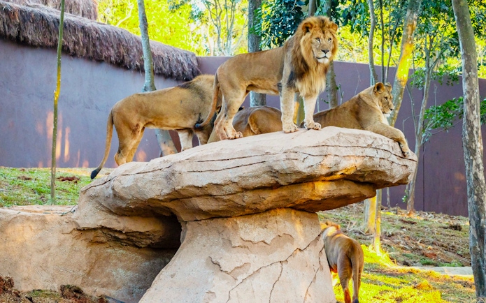 Lions on a rock formation at São Paulo Zoo during Simba Safari.