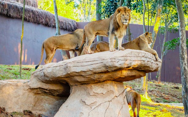 Lions on a rock formation at São Paulo Zoo during Simba Safari.