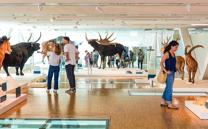 Visitors exploring animal exhibits at Cosquer Cave in Marseille.