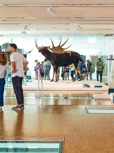 Visitors exploring animal exhibits at Cosquer Cave in Marseille.