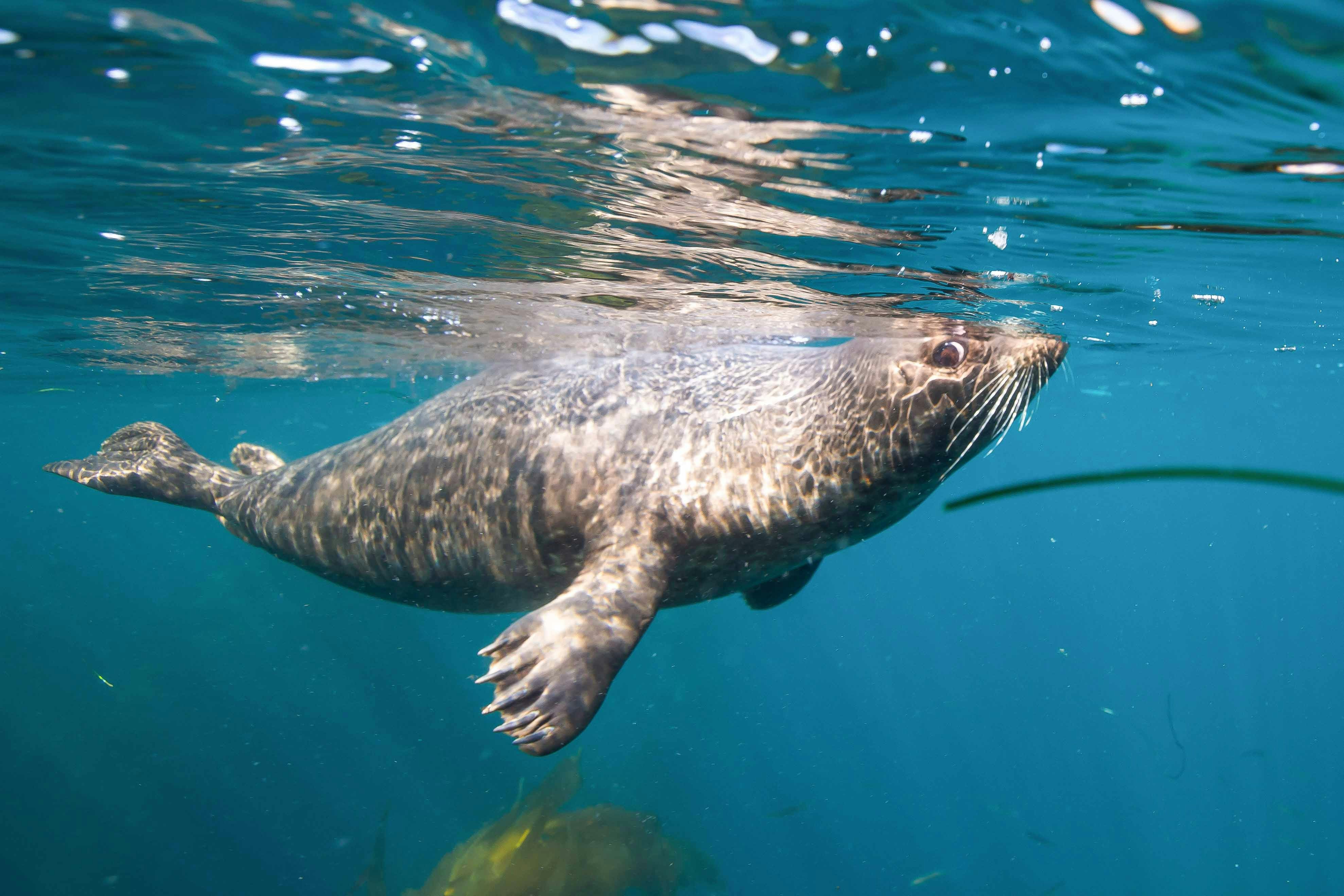 Harbor seal resting on a rock in San Francisco Bay.