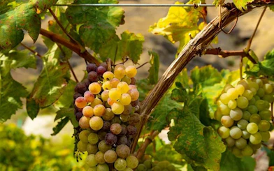 Grapevines with ripe grapes in Tenerife, part of the Masca Village and Teide National Park tour.