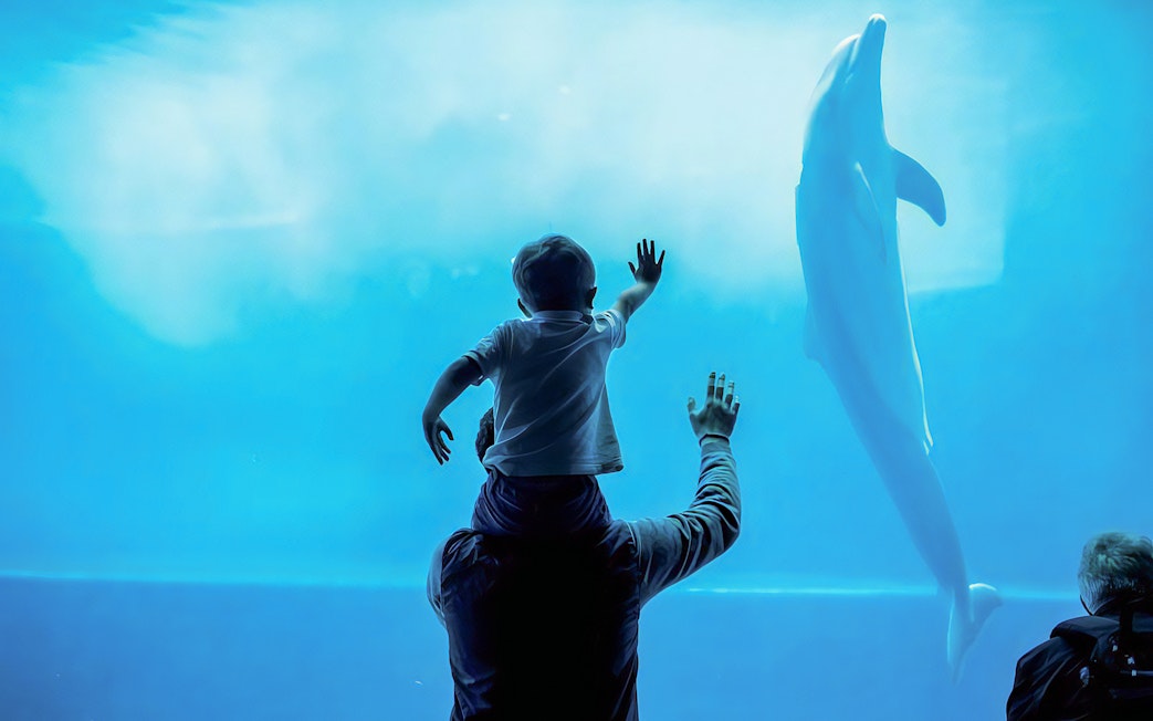 Father and child watching dolphin at Genoa Aquarium.