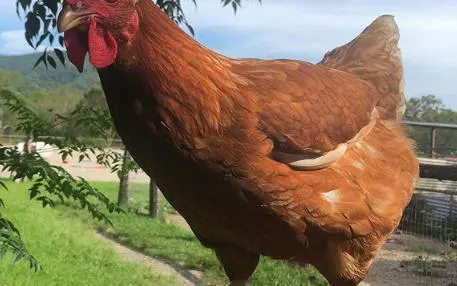 Chicken on a farm during 1hr Premium Animal Tour, Brisbane.